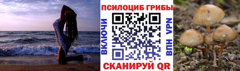 Купить где  Чистополь  Галлюциногенные грибы Psilocybine cubensis 